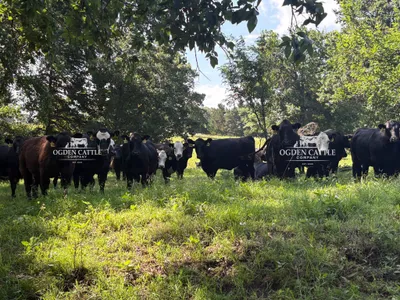 cattle listing photo