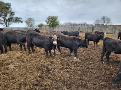 cattle listing photo