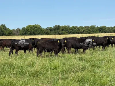 cattle listing photo