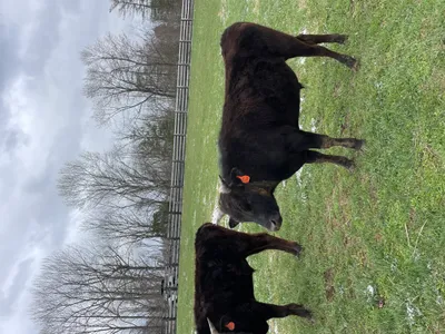 cattle listing photo