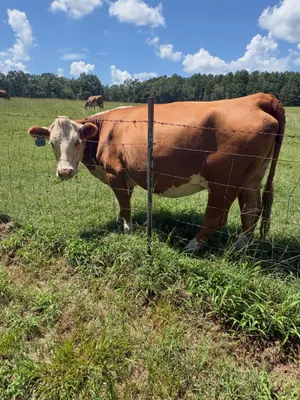 cattle listing photo