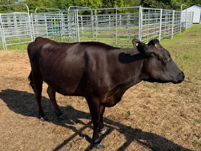 cattle listing photo