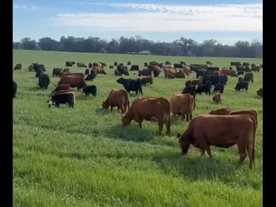 cattle listing photo