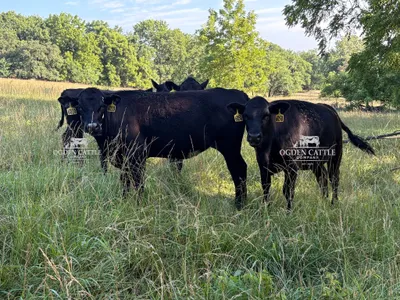 cattle listing photo