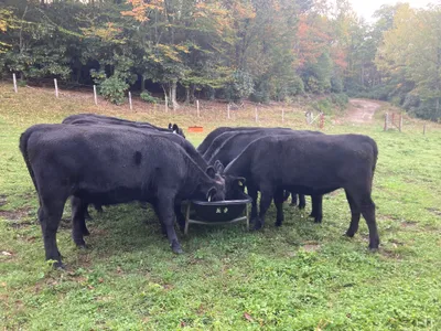 cattle listing photo