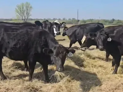 cattle listing photo