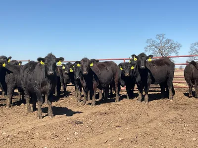 cattle listing photo