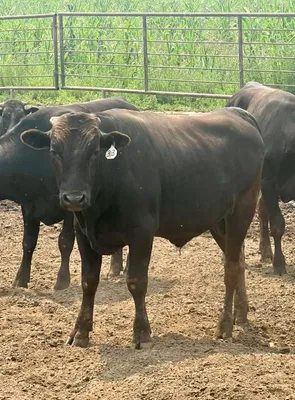 cattle listing photo