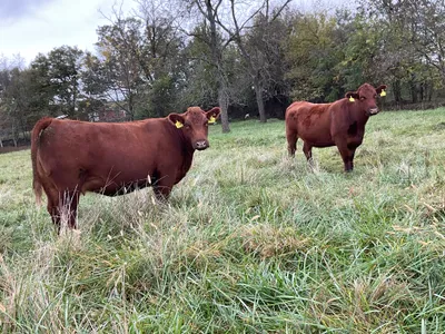 cattle listing photo