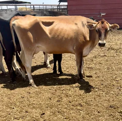 cattle listing photo