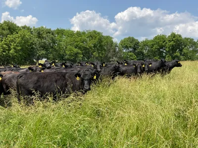 cattle listing photo