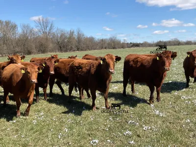 cattle listing photo