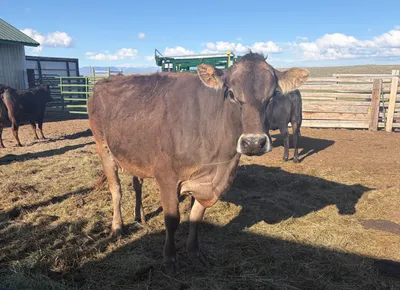 cattle listing photo
