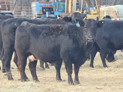 cattle listing photo