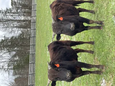 cattle listing photo