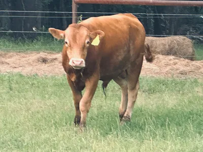 cattle listing photo