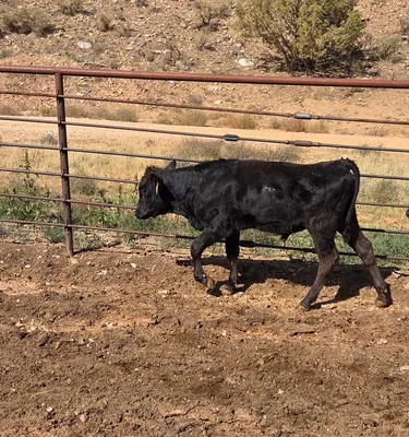 cattle listing photo
