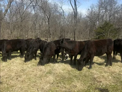 cattle listing photo