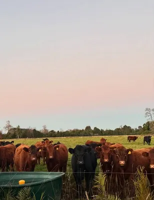 cattle listing photo