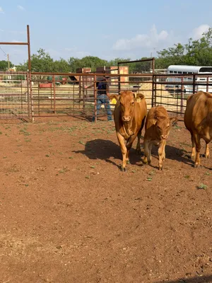cattle listing photo