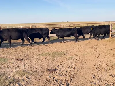 cattle listing photo