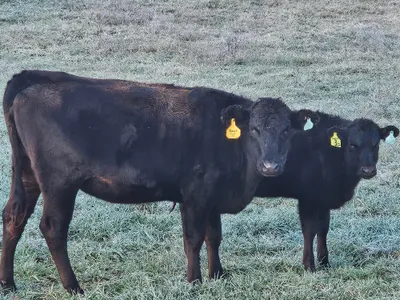 cattle listing photo