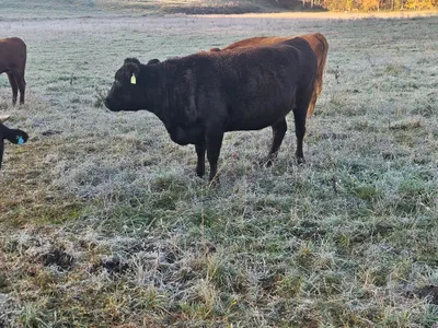 cattle listing photo