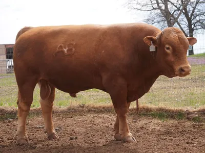 cattle listing photo