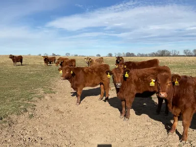 cattle listing photo