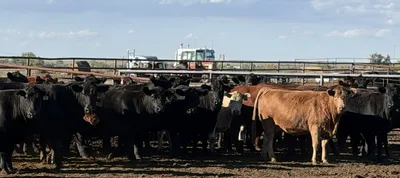 cattle listing photo