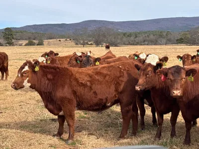 cattle listing photo
