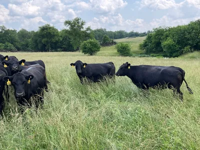 cattle listing photo
