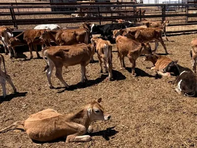 cattle listing photo