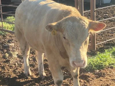 cattle listing photo