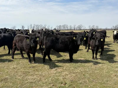 cattle listing photo