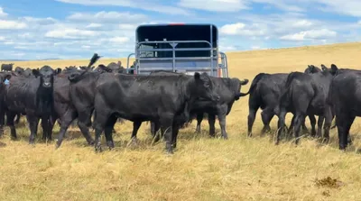 cattle listing photo