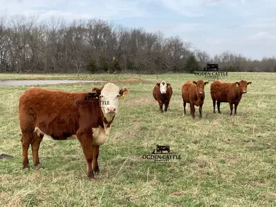 cattle listing photo