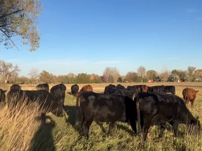 cattle listing photo