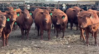 cattle listing photo
