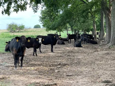 cattle listing photo