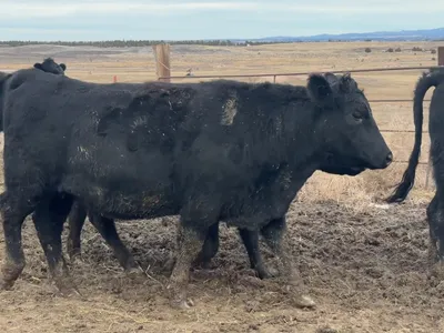 cattle listing photo
