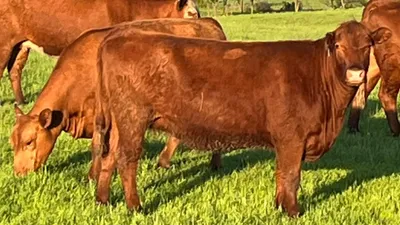 cattle listing photo