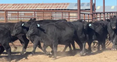 cattle listing photo