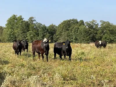 cattle listing photo