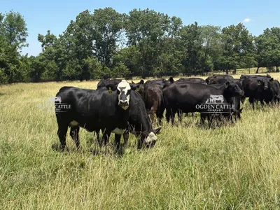 cattle listing photo