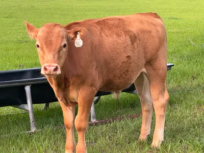 cattle listing photo