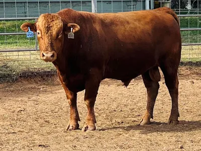 cattle listing photo