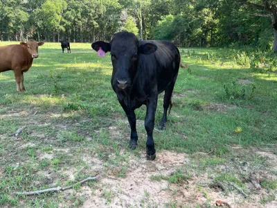 cattle listing photo