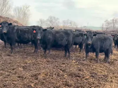 cattle listing photo