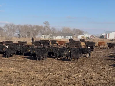 cattle listing photo